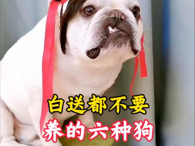 能不能白要别人送的狗
