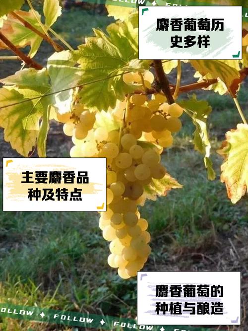 修炼货麝香葡萄