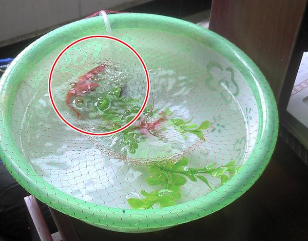 刚买的锦鲤跳缸是什么原因