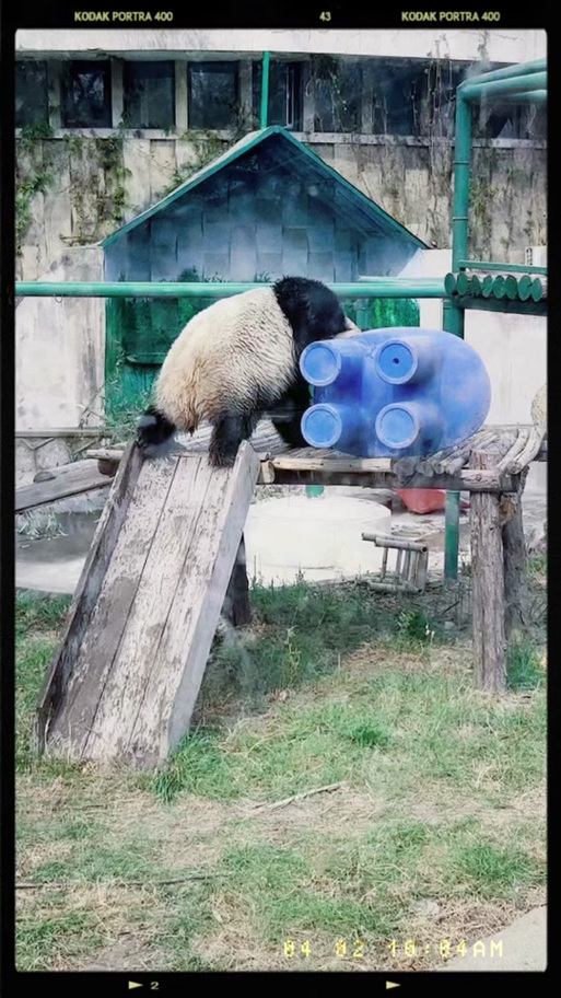 摔椅子表情包