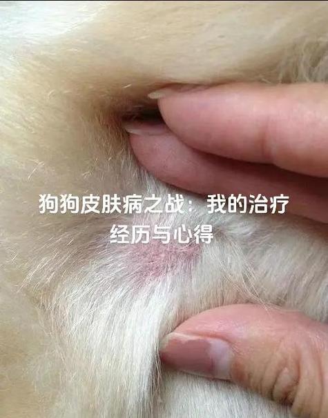 仓鼠不停的挠身上是怎么了