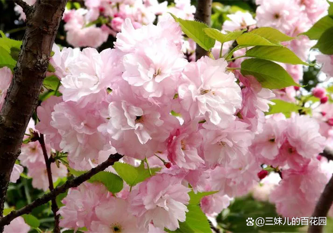 十大名贵樱花品种缩略图