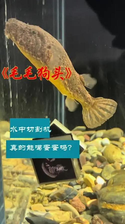 那种狗头鱼最凶截图