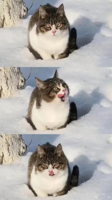 徐二家的猫哪本书最好看游戏截图