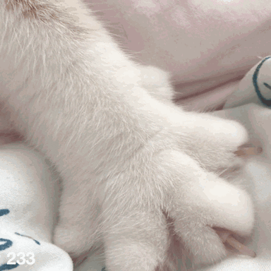 猫的爪子伸缩gif