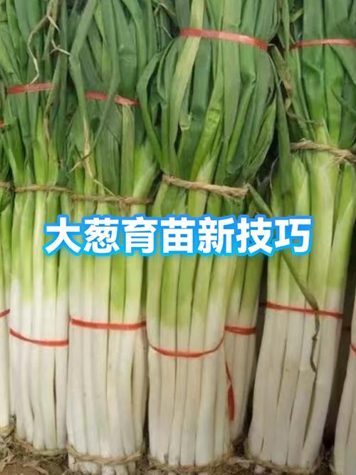 大葱苗育苗正确方法缩略图