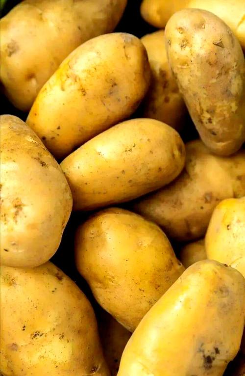 土豆密聊app下载安装免费