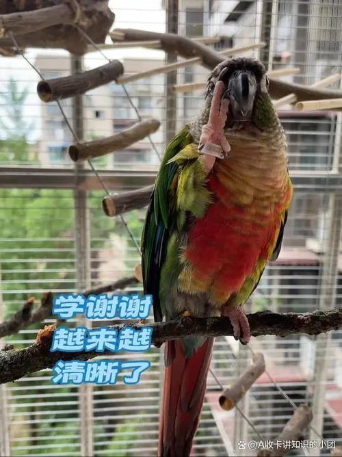 鹦鹉都会学说话吗