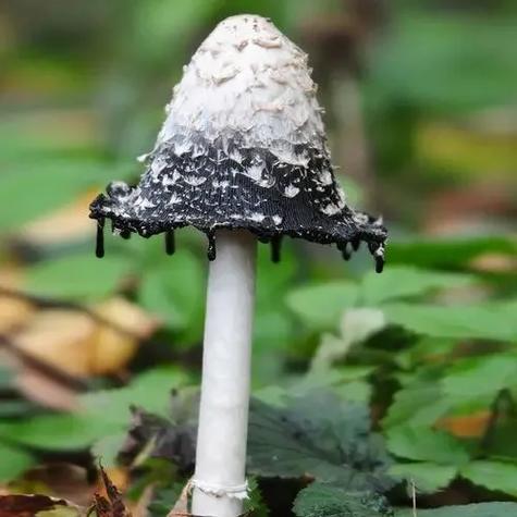 黑紫色的蘑菇是什么蘑菇图标