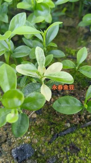 金豆品种有哪些