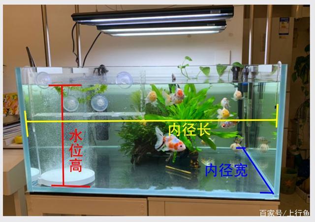 鱼缸最佳水位图