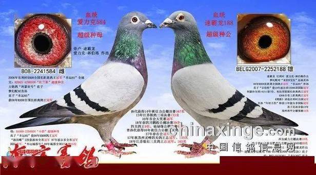 人工给鸽子配对怎么配