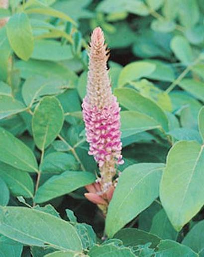 花猫尾草