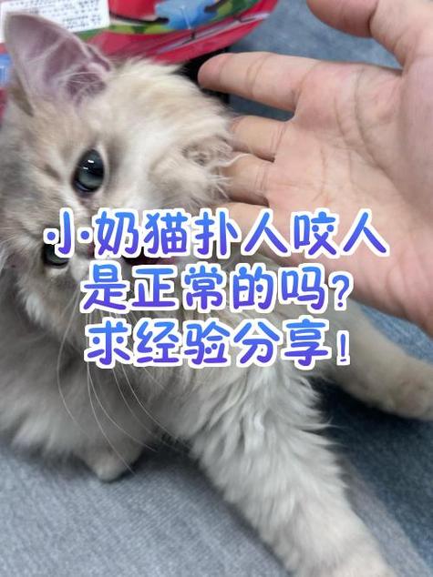 猫喜欢扑人咬人原因