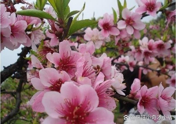 粉色桃源小说截图