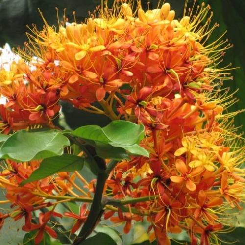 无忧花树图片