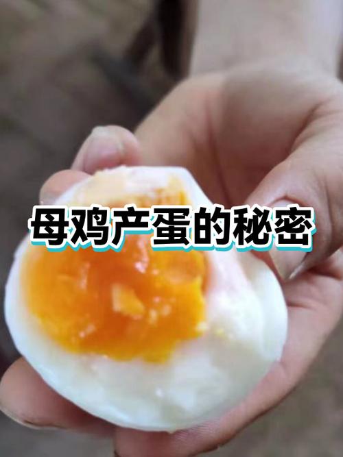母鸡下蛋自己吃掉是什么原因