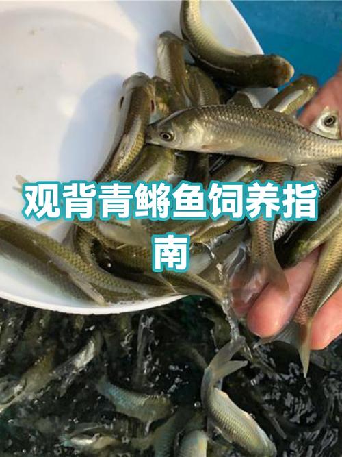 10条鱼一般人养不了吗