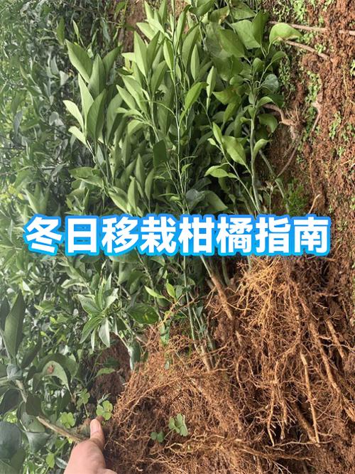 柚子嫁接脐橙后好吃吗