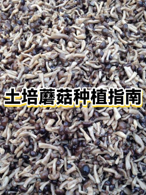 蘑菇种子怎么种植缩略图