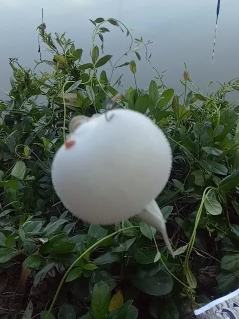 快手主播大鱼