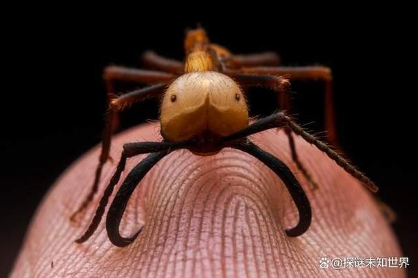 森蚺能把大象勒死吗