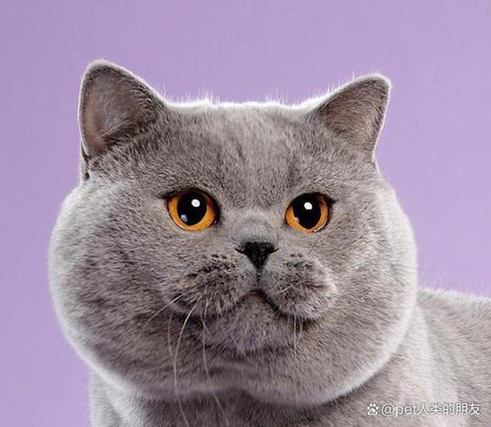 猫宽勇者大人帮帮忙截图
