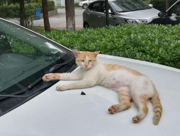 驱赶野猫长期有效好办法