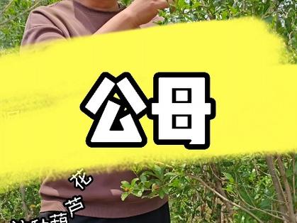 石榴树分公母树吗
