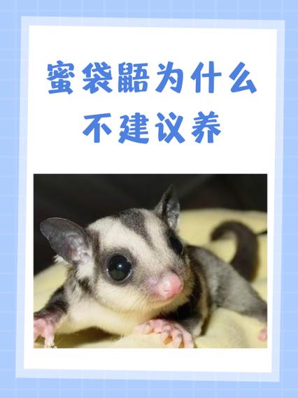 蜜袋鼯养了4年越来越臭