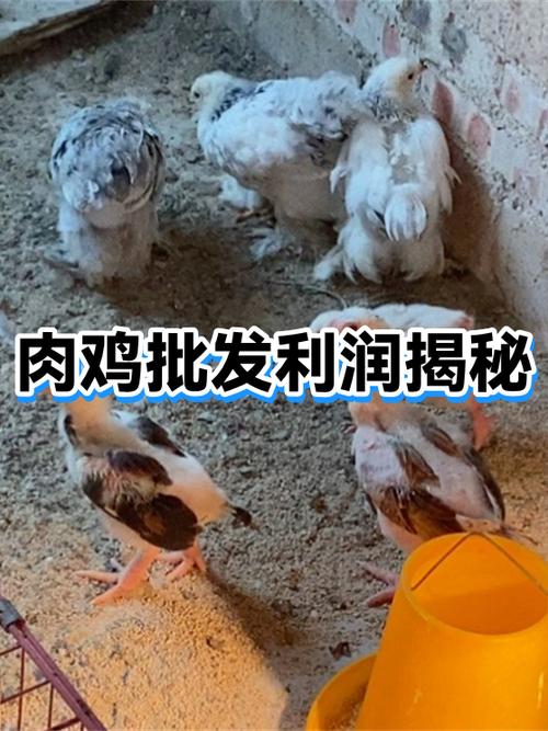 1万只肉鸡的利润
