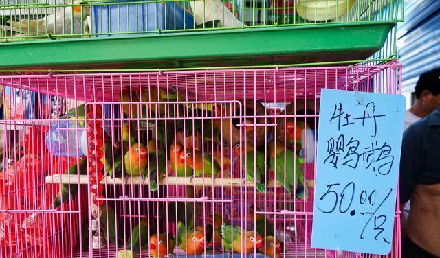 花鸟市场买宠物缩略图