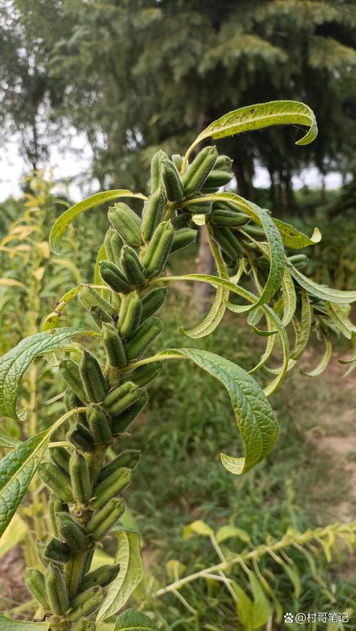 支付宝快速刷芝麻粒30个图标