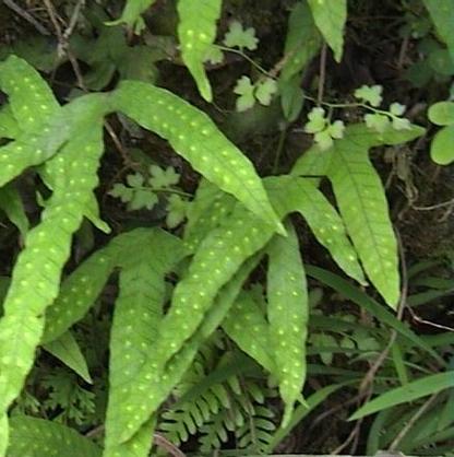 草本和本草一样吗