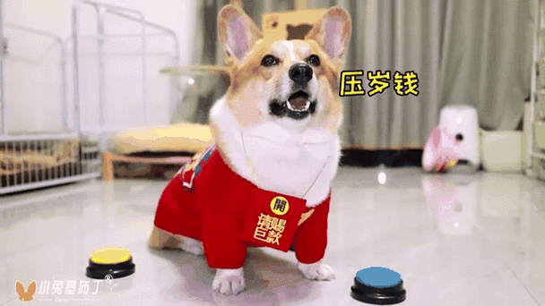 狗子的梦想红包版