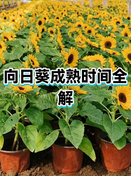 向日葵多长时间成熟