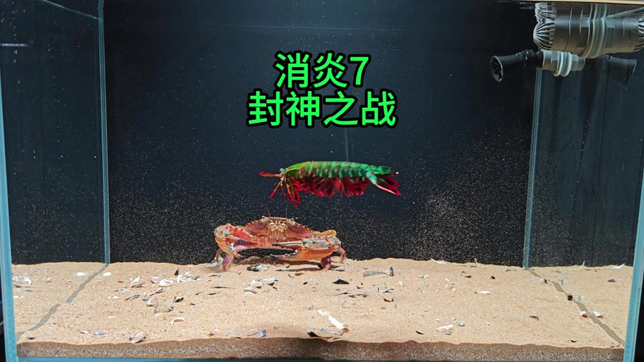 螳螂虾打碎鱼缸视频
