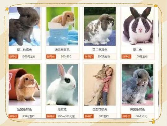 塔兔子多少钱一只
