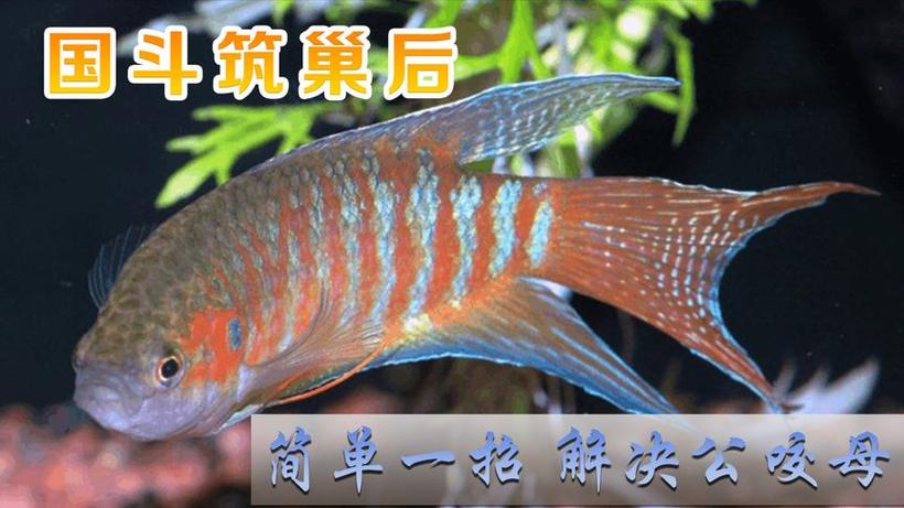 鱼追着鱼咬是怎么回事