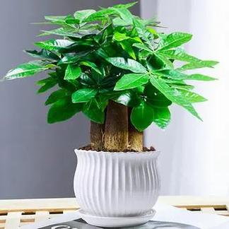 招财进宝的头像树
