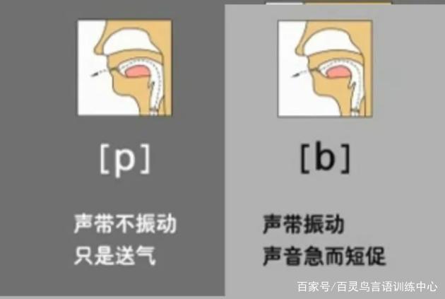 声母bp的词语训练