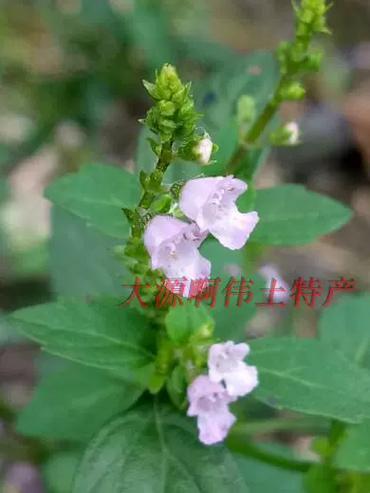 什么药草止痒最好