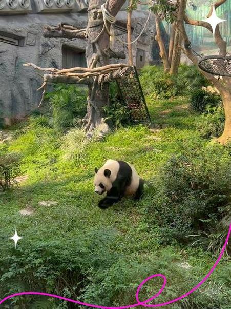 澳门06是什么动物