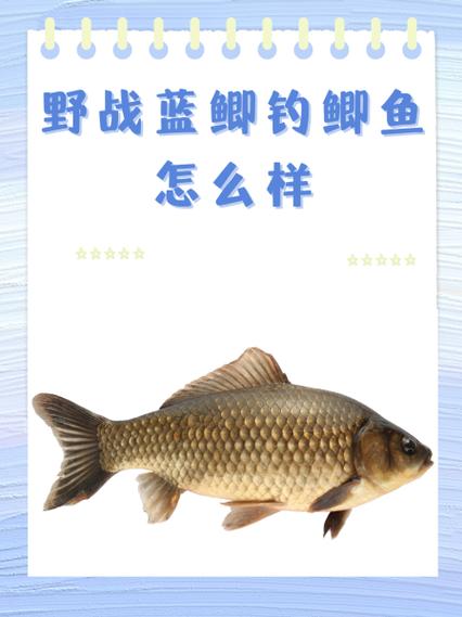蓝鲫加疯钓鲫的害处