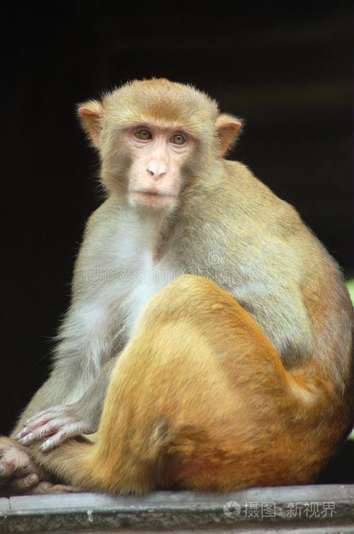 100种猴子图片