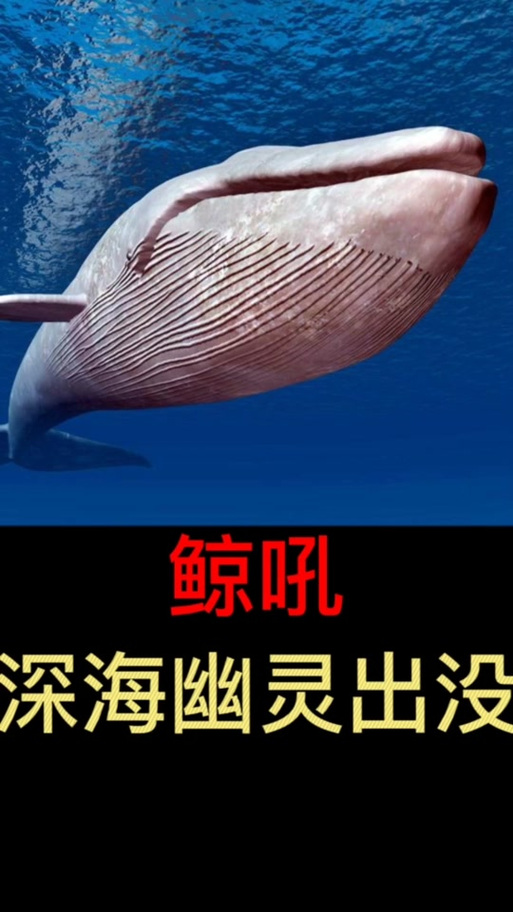 鲸鱼的叫声视频