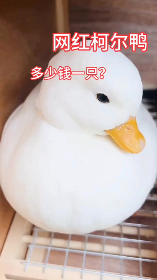 柯尔鸭多少钱一只