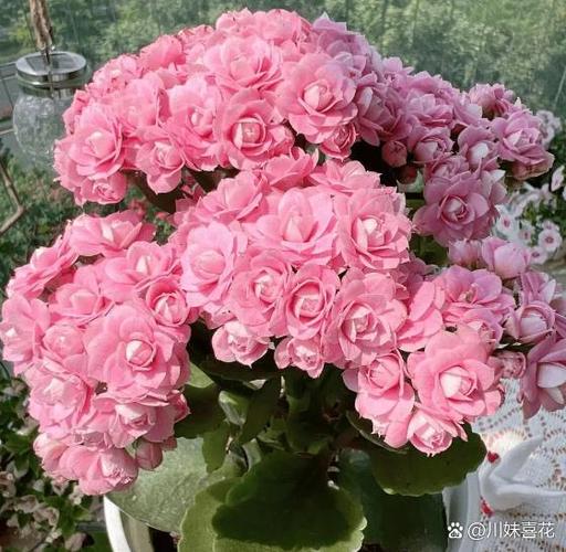 长寿花的养殖方法和浇水