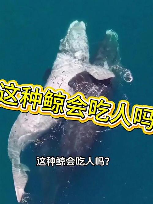 日本人吃虎鲸吗