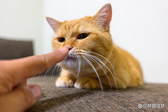 猫最讨厌什么味道一闻就跑开缩略图